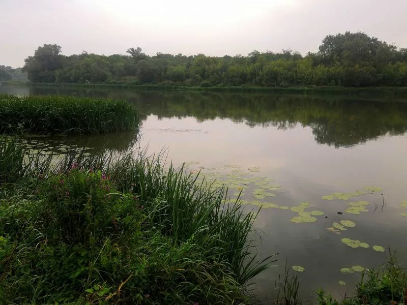 Лещ, Карась