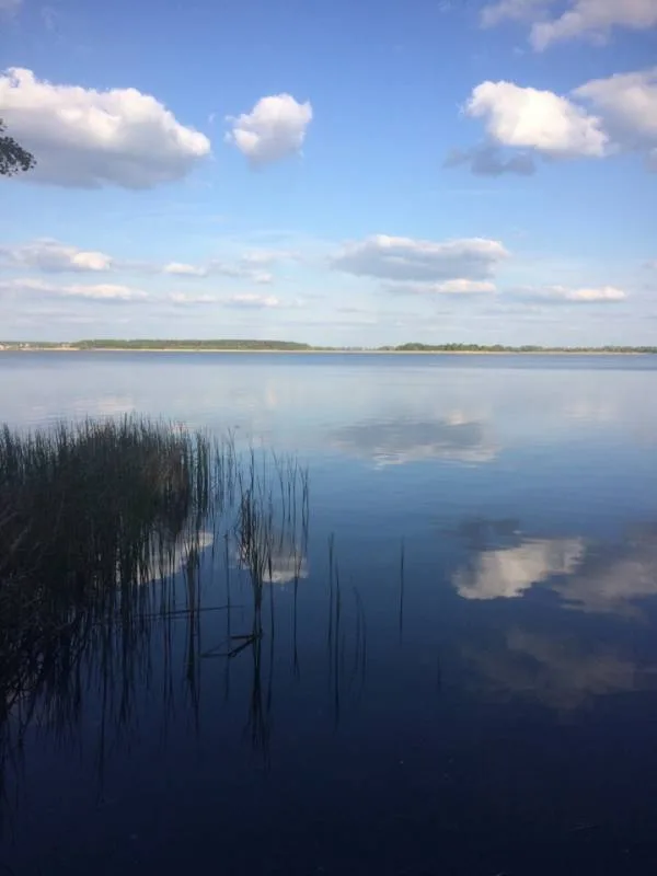 Карась, Плотва