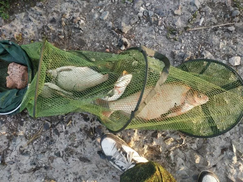 Лещ, Сом