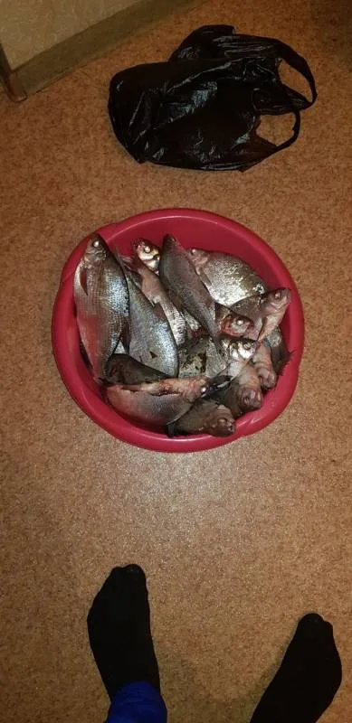 Лещ, Карась