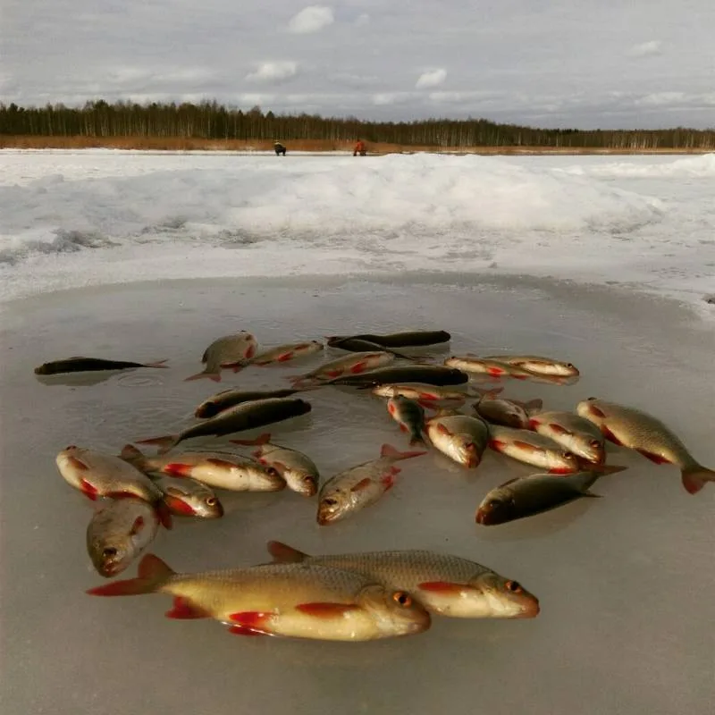 Окунь, Красноперка
