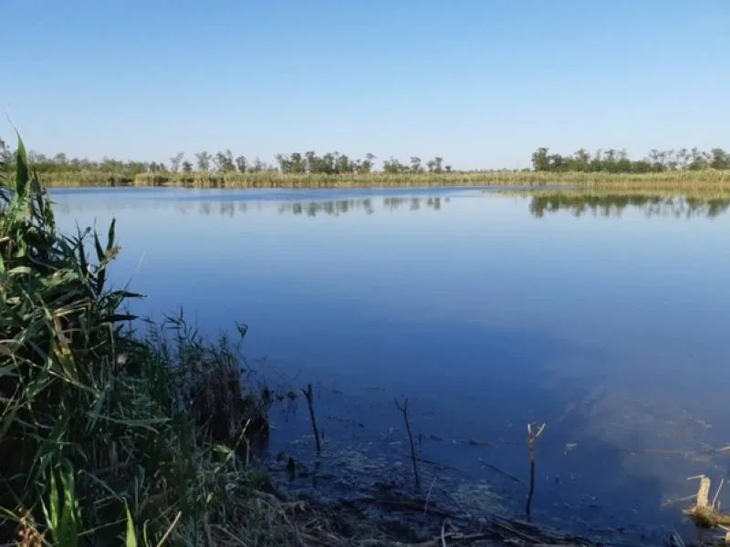 Карась, Окунь
