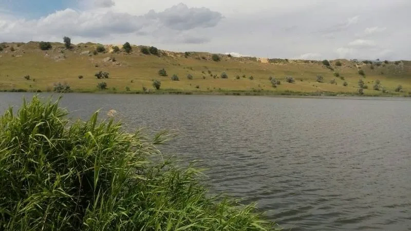 Карп, Карась