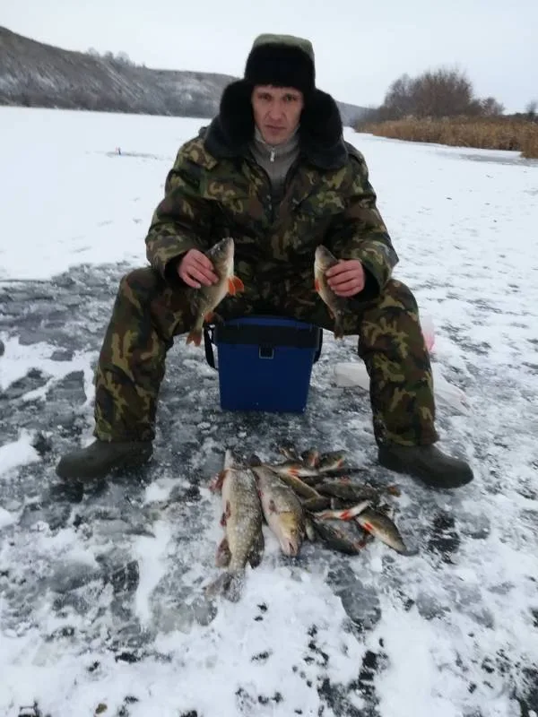 Окунь, Щука