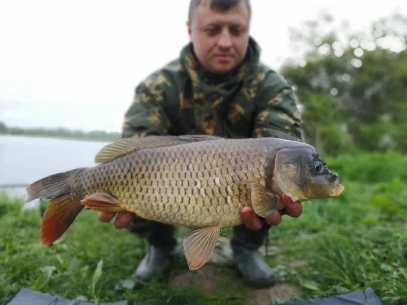 Карп
