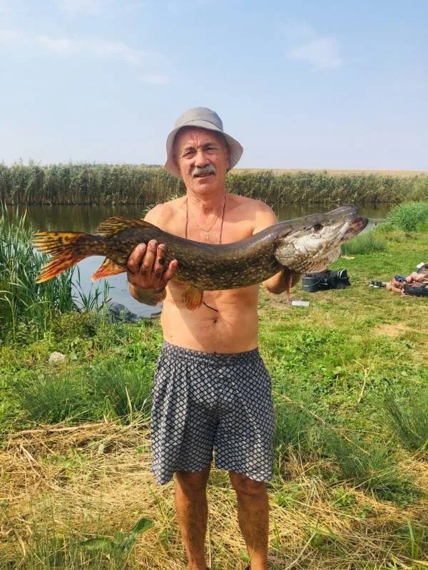 Щука