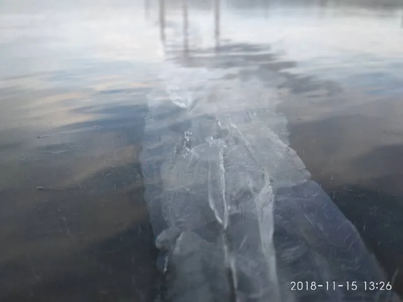 Лещ, Окунь