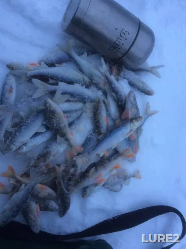 Окунь