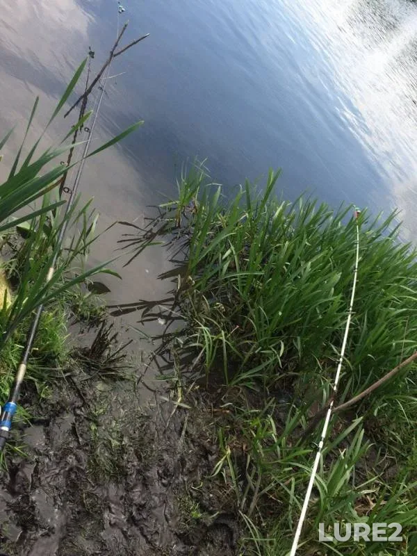 Жерех, Карась — Быстрая Сосна, 16 мая 2018 г.