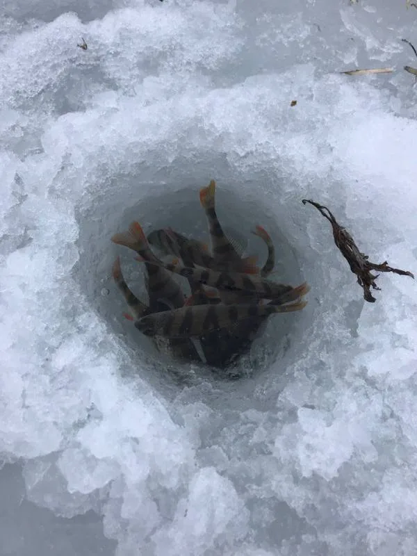 Окунь