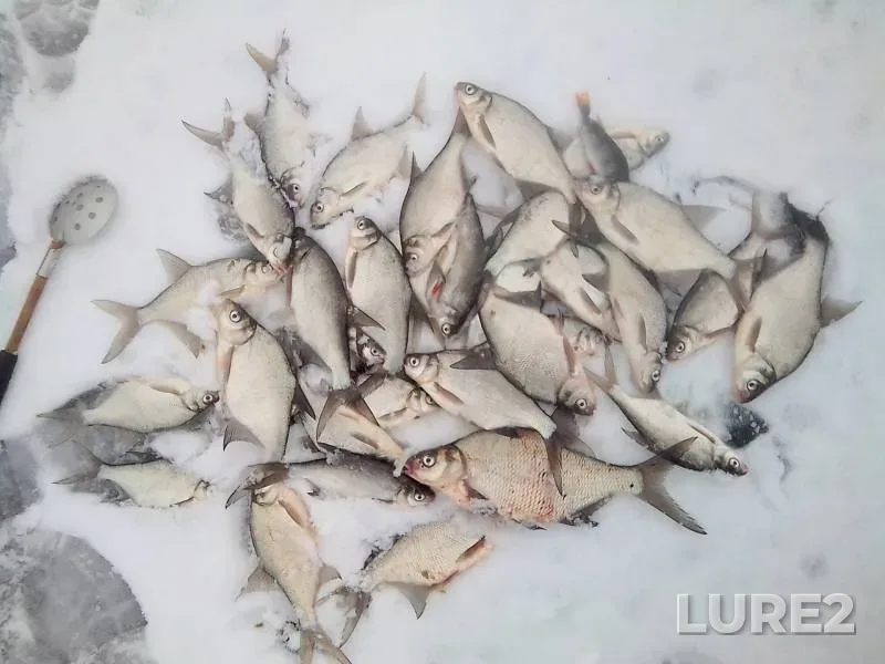 Лещ