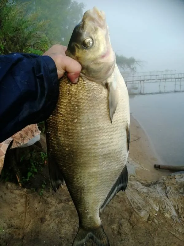 Лещ