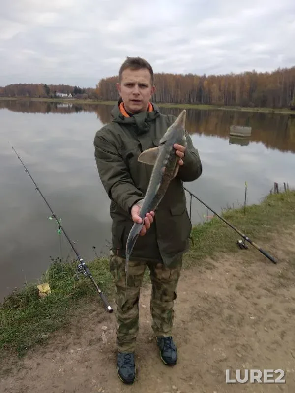 Форель — Московская область, городской округ Чехов, 22 окт. 2018 г.