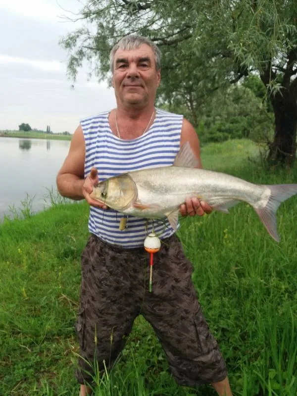 Лещ, Щука
