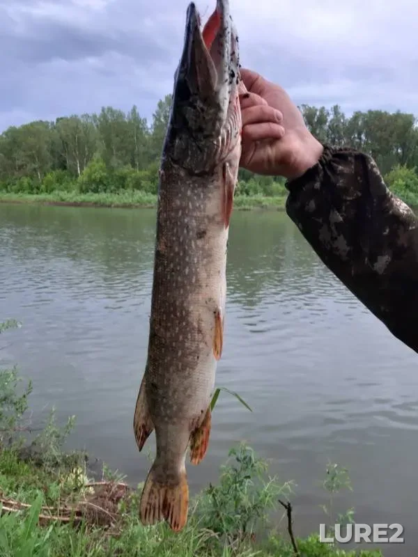 Щука
