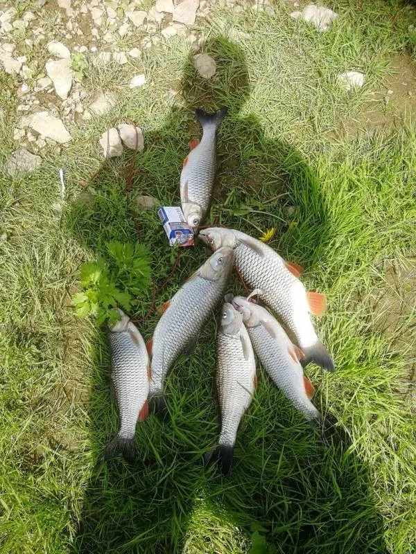 Голавль
