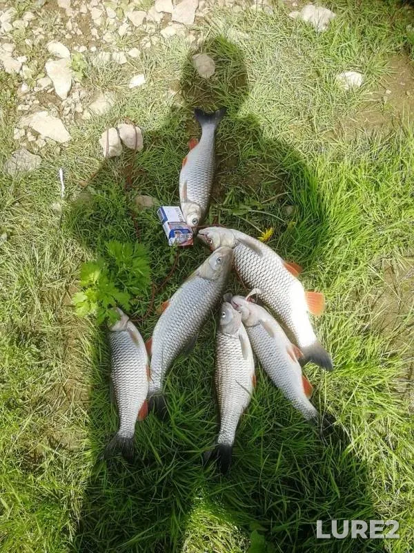 Голавль
