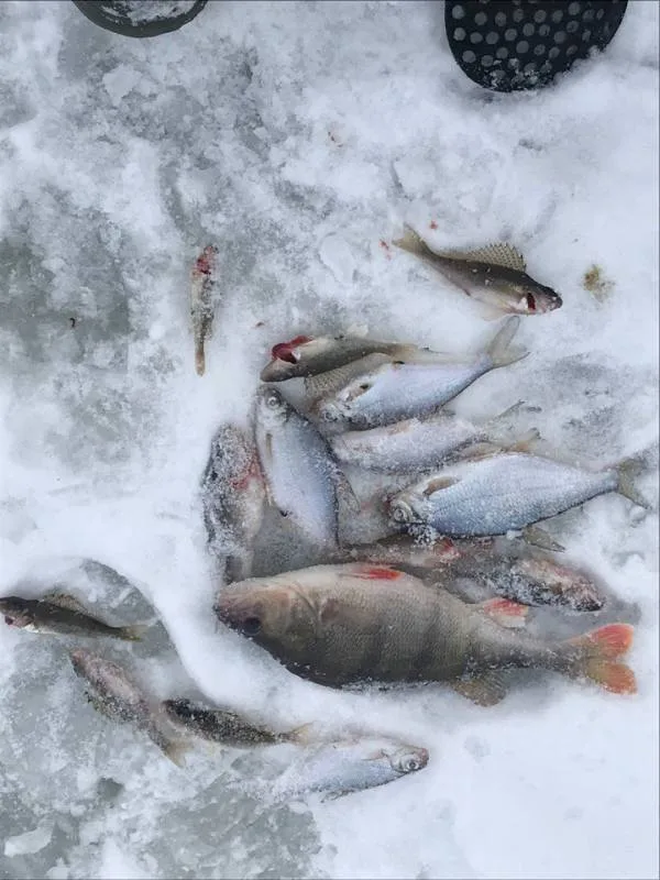 Окунь