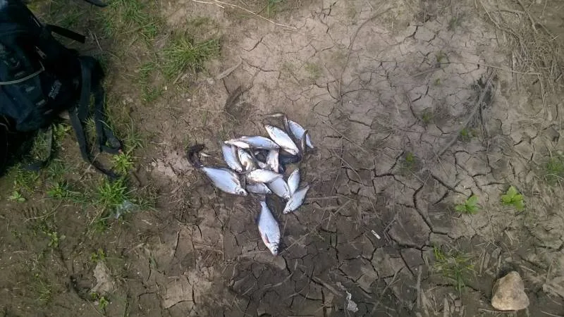 Лещ