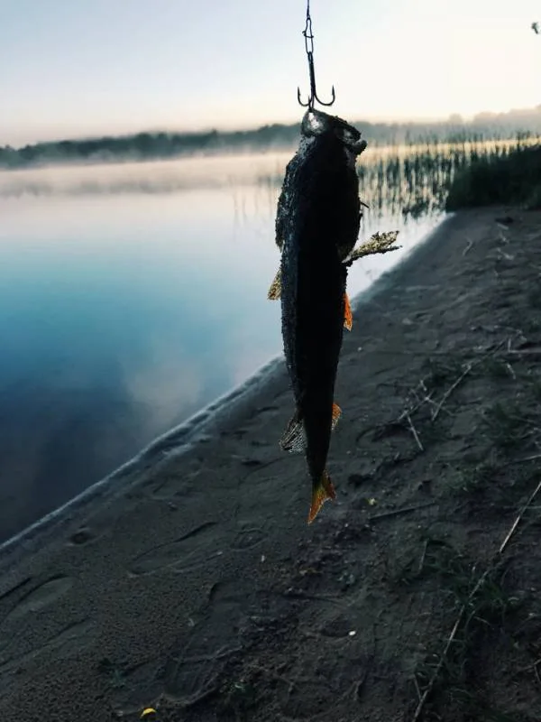 Окунь