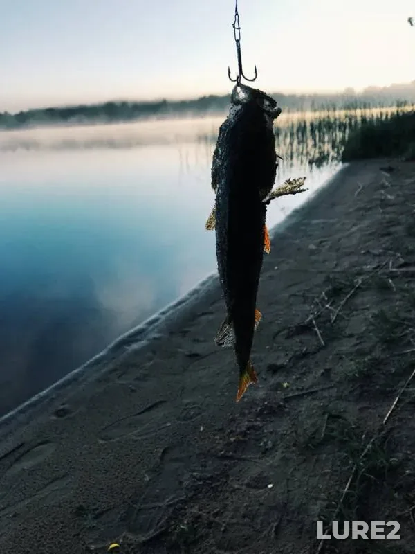 Окунь