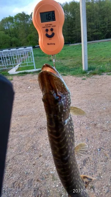 Щука
