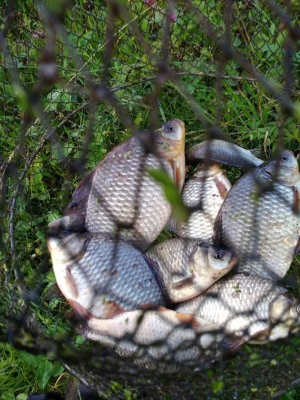 Карась