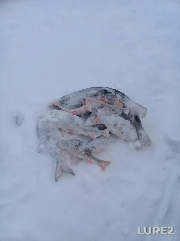 Окунь — Ханаяха, 02 нояб. 2019 г.
