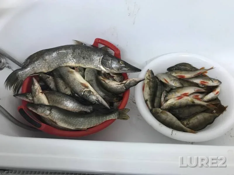 Окунь, Щука — Пякупур, 10 авг. 2019 г.