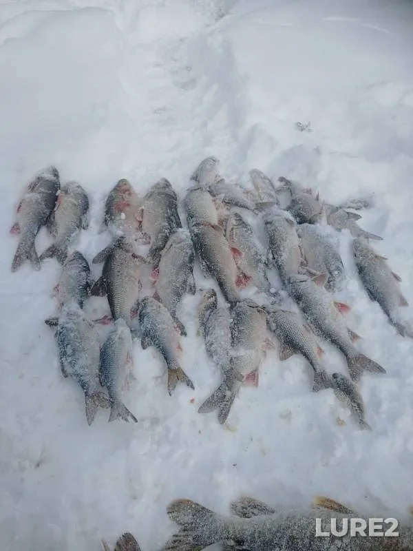 Язь, Щука — Етыпур, 18 мар. 2019 г.