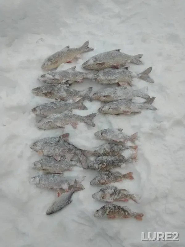 Язь, Окунь — Етыпур, 23 февр. 2019 г.
