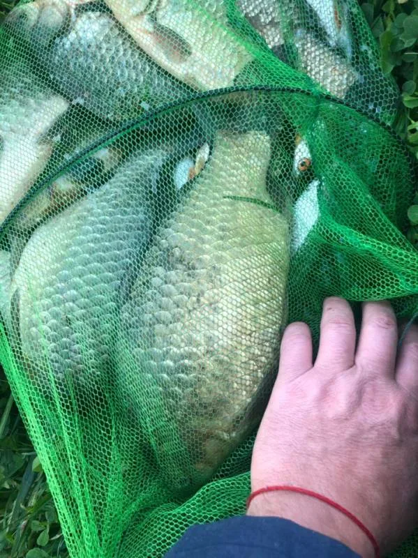 Карась, Плотва
