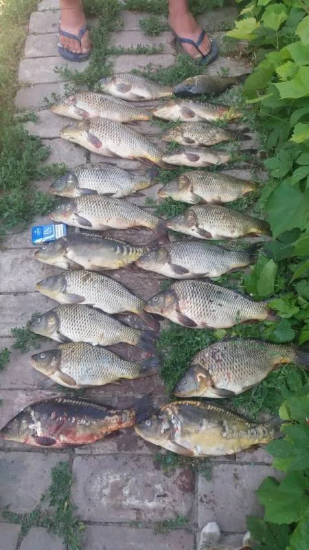 Карп
