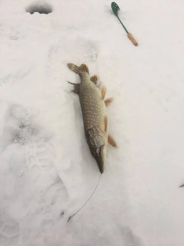 Щука