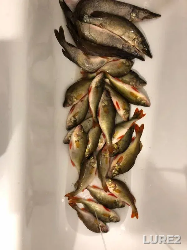 Окунь, Щука — Хатасьюган, 10 авг. 2019 г.