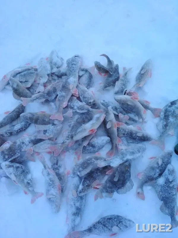 Окунь — Ун-Даутъюган, 22 янв. 2019 г.
