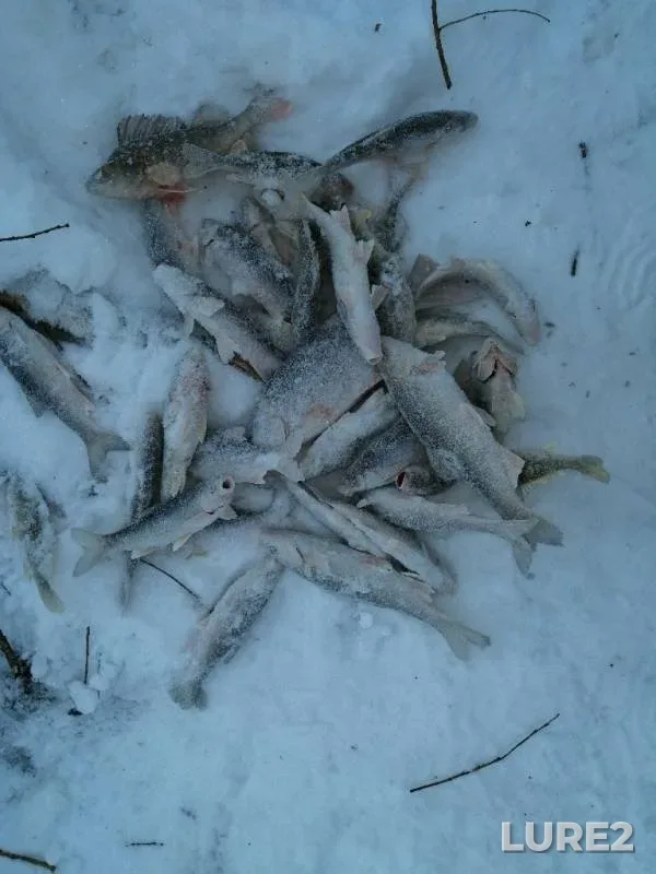 Окунь — Ай-Кушъюхъюган, 05 янв. 2019 г.