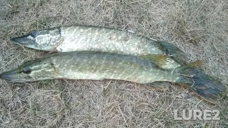 Щука — Красноярский край, 19 авг. 2019 г.