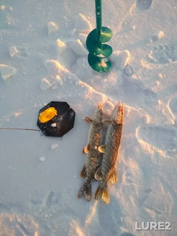Щука — Красноярский край, 23 янв. 2019 г.