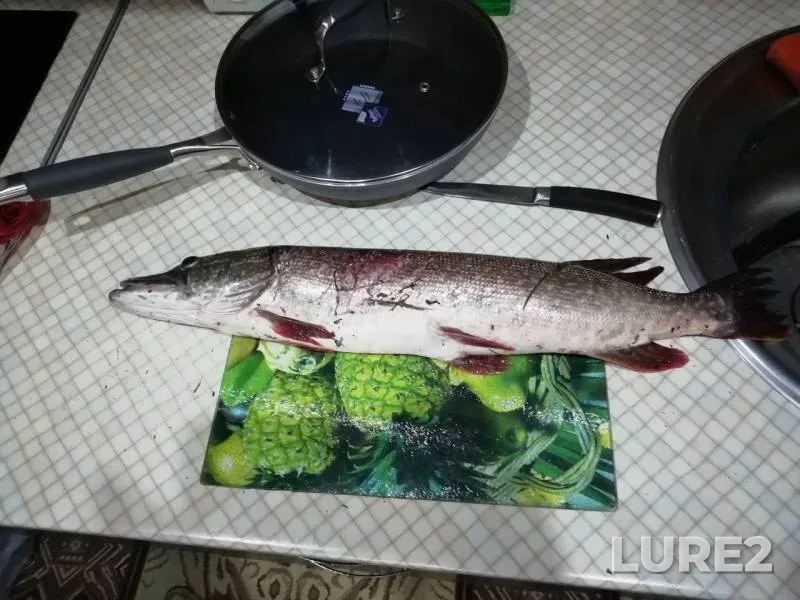 Щука