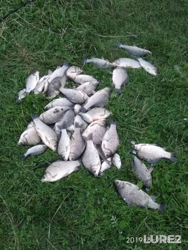 Карась — Крив, 10 авг. 2019 г.