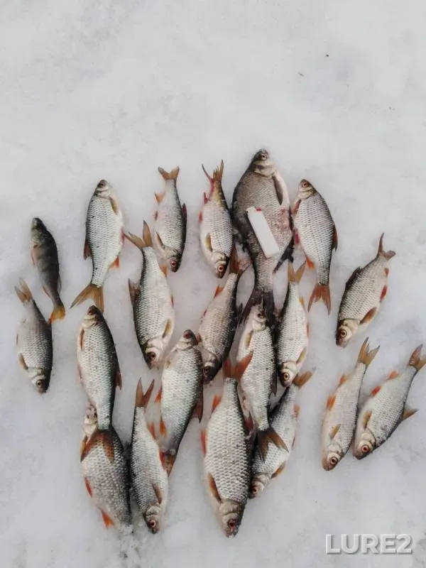 Лещ, Окунь — Волчихинское, 11 мар. 2019 г.