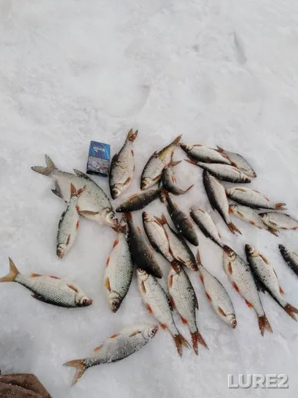 Лещ, Окунь — Волчихинское, 10 мар. 2019 г.