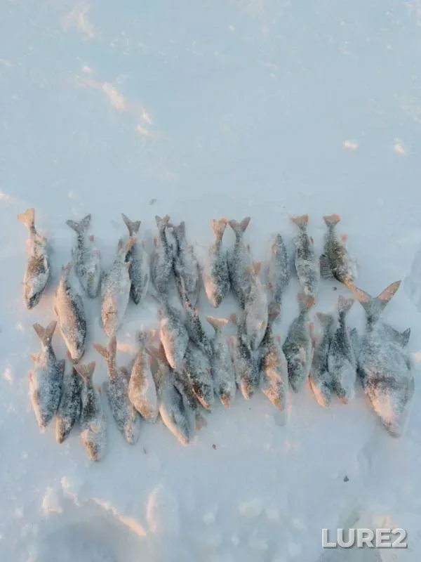 Лещ, Окунь — Волчихинское, 23 янв. 2019 г.