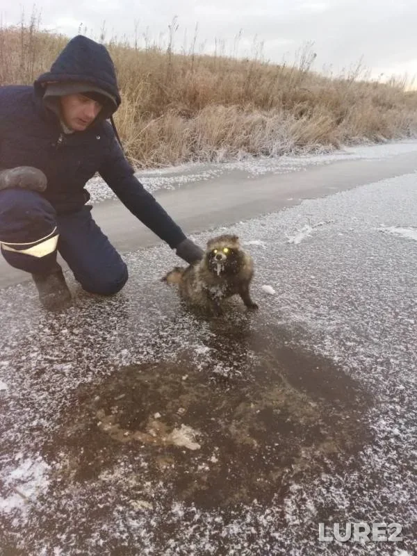 Окунь