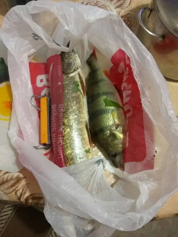 Окунь, Щука