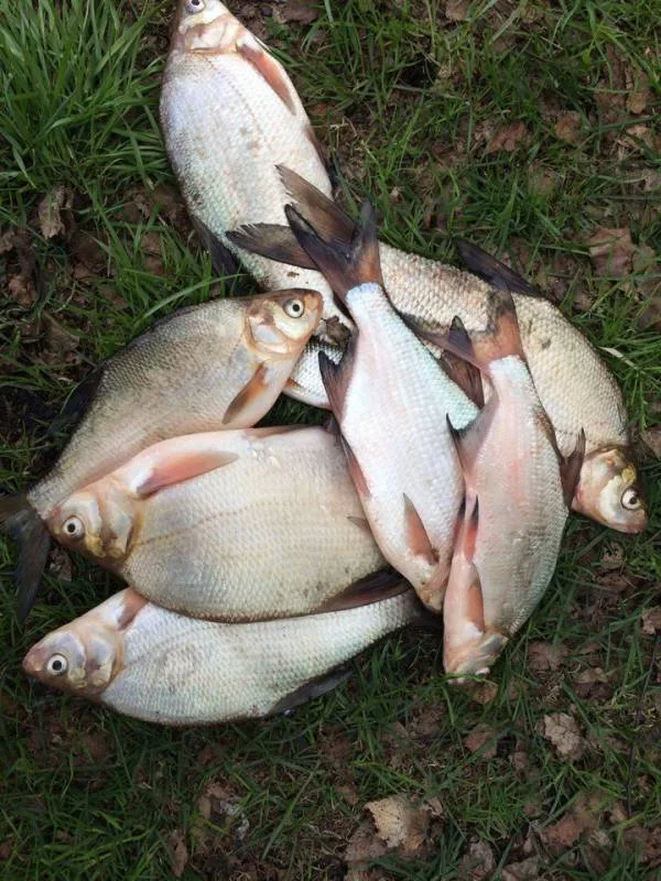 Лещ