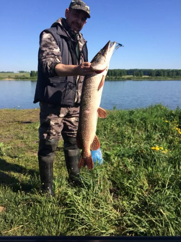 Щука