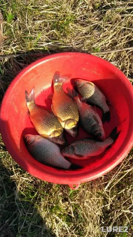 Карась — Кошаева, 14 мая 2018 г.