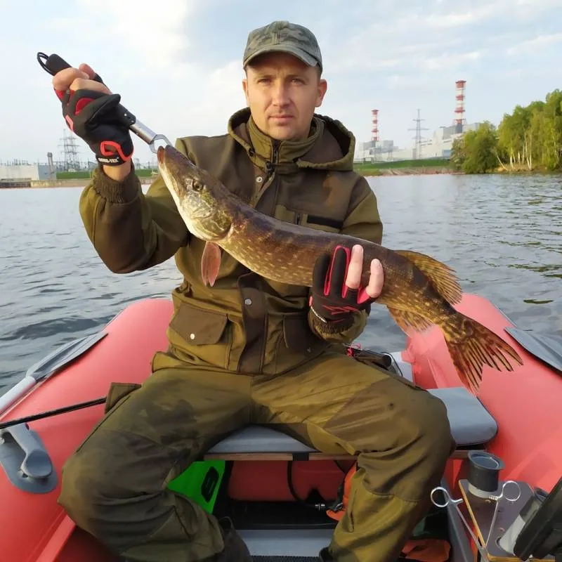 Щука